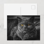Schwarze Katze Postkarte (Vorne/Hinten)