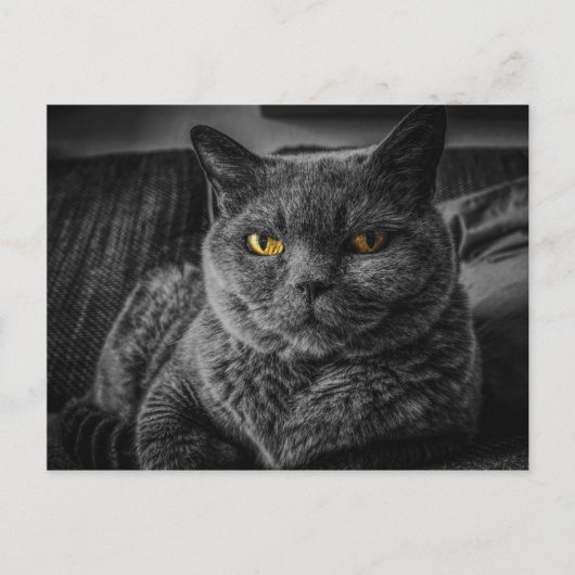 Schwarze Katze Postkarte (Vorderseite)