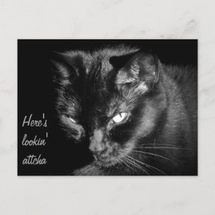Schwarze Katze Postkarte