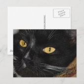 Schwarze Katze Postkarte (Vorne/Hinten)