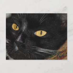 Schwarze Katze Postkarte