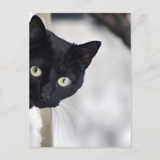 Schwarze Katze Postkarte