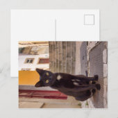 Schwarze Katze Postkarte (Vorne/Hinten)