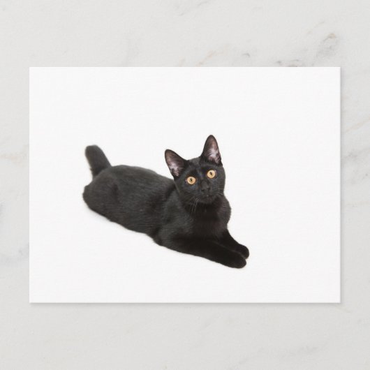 Schwarze Katze Postkarte (Vorderseite)