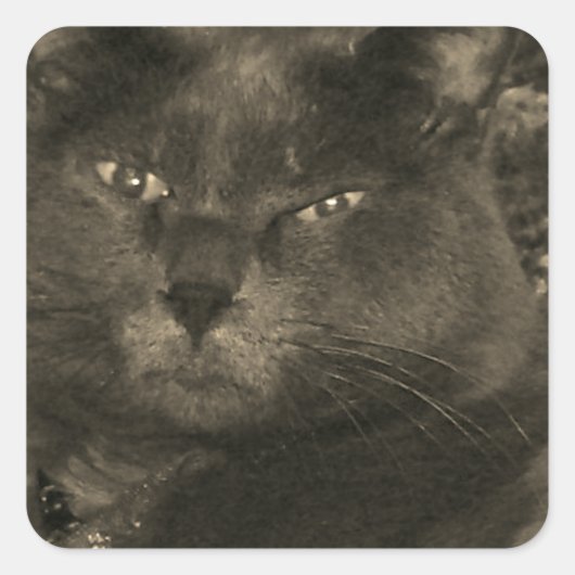 Schwarze Katze Quadratischer Aufkleber (Vorderseite)