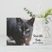 Schwarze Katze Save the Date Einladungskarte (Stehend Vorderseite)