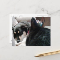 Schwarze Katze schaut auf schlafenden Hund