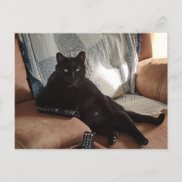 Schwarze Katze sieht aus wie Boss Postkarte
