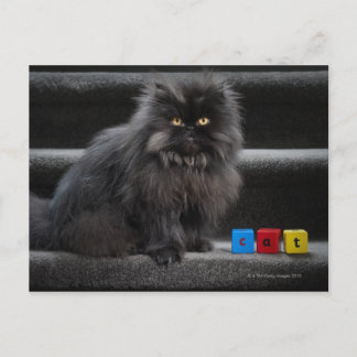 Schwarze Katze sitzt auf Treppen mit Gebäude Blöck Postkarte