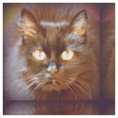 Schwarze Katze Stoff (Nahaufnahme)
