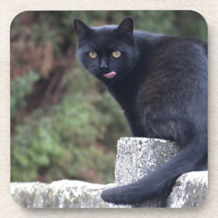 Schwarze Katze Untersetzer