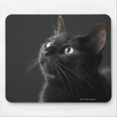 Schwarze Katze vor schwarzem Hintergrund, nah-up Mousepad (Vorne)