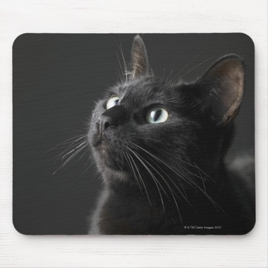 Schwarze Katze vor schwarzem Hintergrund, nah-up Mousepad (Vorne)