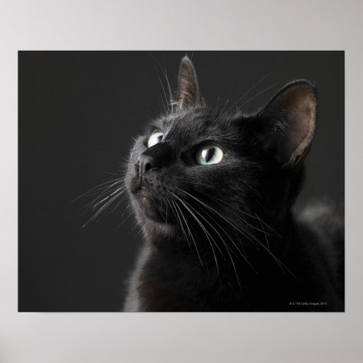 Schwarze Katze vor schwarzem Hintergrund, nah-up Poster (Vorne)