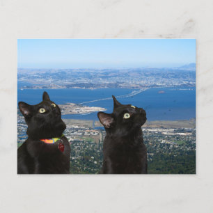 Schwarze Katzen Aussicht San Quentin Gefängnis Pos Postkarte