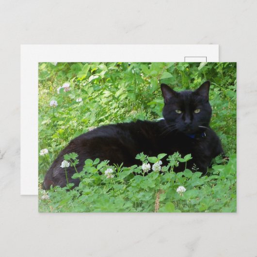 Schwarze Katzen, die in Clover Cat Lovers liegen Postkarte (Vorne/Hinten)