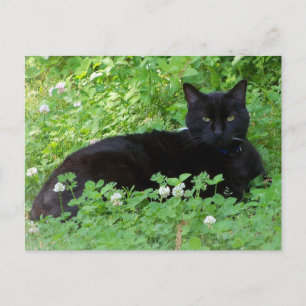Schwarze Katzen, die in Clover Cat Lovers liegen Postkarte