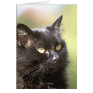 Schwarze Katzen-Kopf-Studie