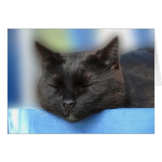 Schwarze Katzen-Schlafen