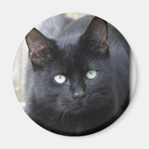 Schwarze Katzen-Vertrautes Magnet