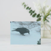 Schwarze Klaue im Winter Postkarte (Stehend Vorderseite)