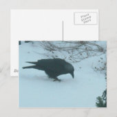 Schwarze Klaue im Winter Postkarte (Vorne/Hinten)