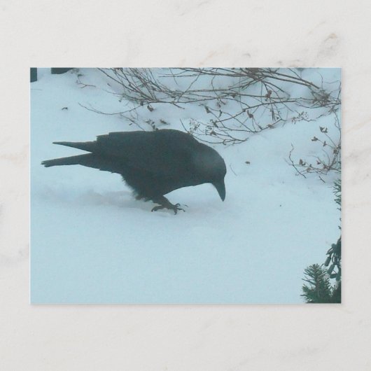 Schwarze Klaue im Winter Postkarte (Vorderseite)