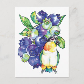 Schwarze Kopfkaike mit Blueberry Postkarte
