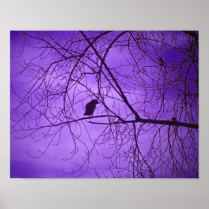 Schwarze Krähe Lila Himmel Poster