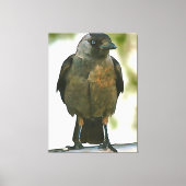 Schwarze Kruge auf einem Balustrade Art Leinwanddruck (Vorderseite)