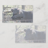 Schwarze Kuh, die aus Zaun heraus schaut Visitenkarte (Vorne/Hinten)