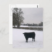 Schwarze Kuh im Schnee Postkarte (Vorne/Hinten)