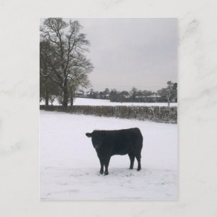 Schwarze Kuh im Schnee Postkarte
