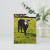Schwarze Kuh mit weißem Gesicht und Mohawk, Postkarte (Stehend Vorderseite)