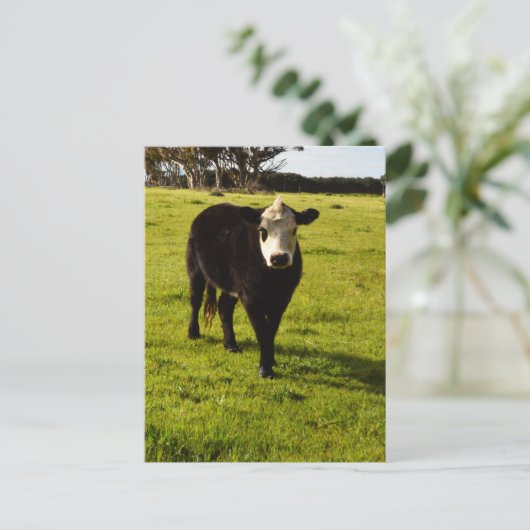 Schwarze Kuh mit weißem Gesicht und Mohawk, Postkarte (Stehend Vorderseite)