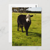 Schwarze Kuh mit weißem Gesicht und Mohawk, Postkarte (Vorne/Hinten)
