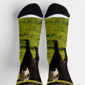 Schwarze Kuh mit weißem Gesicht und Mohawk, Socken (Oben)
