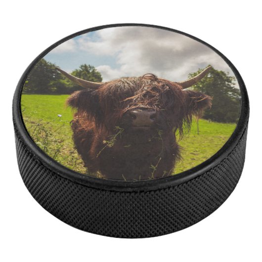 Schwarze Kuh Weide grünes Feld Sonnenlicht Eishockey Puck (3/4)