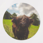 Schwarze Kuh Weide grünes Feld Sonnenlicht Etiketten (Design 2)