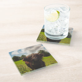 Schwarze Kuh Weide grünes Feld Sonnenlicht Glasuntersetzer