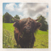 Schwarze Kuh Weide grünes Feld Sonnenlicht Glasuntersetzer (Vorderseite)