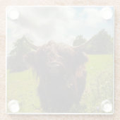 Schwarze Kuh Weide grünes Feld Sonnenlicht Glasuntersetzer (Rückseite)