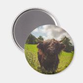 Schwarze Kuh Weide grünes Feld Sonnenlicht Magnet (Vorderseite/Rückseite)