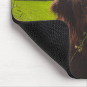 Schwarze Kuh Weide grünes Feld Sonnenlicht Mousepad (Ecke)