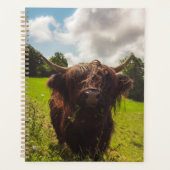 Schwarze Kuh Weide grünes Feld Sonnenlicht Planer (Vorderseite)