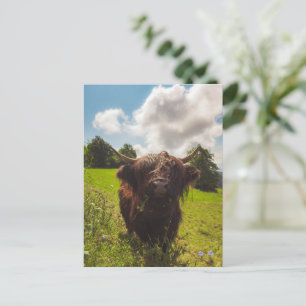 Schwarze Kuh Weide grünes Feld Sonnenlicht Postkarte