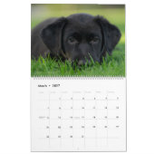 Schwarze Lab Welpen Hund Labrador Kalender (Mär 2027)