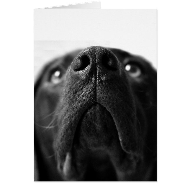 Schwarze Labrador-Nase nah (Vorne)