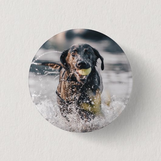 Schwarze Labrador-Plays holen Wasser Button (Vorderseite)