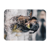 Schwarze Labrador-Plays holen Wasser Magnet (Horizontal)